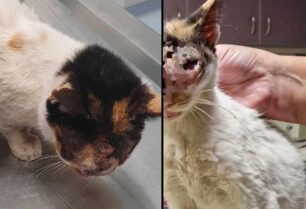Παλεύουν να σώσουν γάτα που βρέθηκε με παραμορφωμένο κεφάλι στη Νάουσα Ημαθίας (βίντεο)
