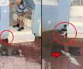 Νέα Φιλαδέλφεια Αττικής: Κατήγγειλαν ηλικιωμένο άνδρα που έπνιξε γατάκια μέσα σε σωλήνα (βίντεο)