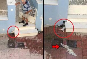 Νέα Φιλαδέλφεια Αττικής: Κατήγγειλαν ηλικιωμένο άνδρα που έπνιξε γατάκια μέσα σε σωλήνα (βίντεο)