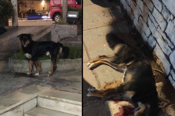 Ψυχικό Αττικής: Νεκρός από όχημα βρέθηκε ο σκύλος που εγκαταλείφθηκε έξω από πετ σοπ