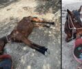 Ρόδος: Συνελήφθη άνδρας που το άλογο του εντοπίστηκε σκελετωμένο στο έδαφος στα Κολύμπια