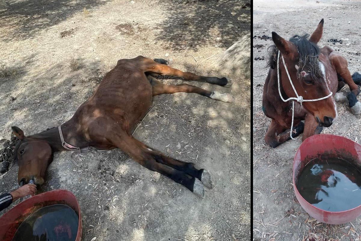 Ρόδος: Συνελήφθη άνδρας που το άλογο του εντοπίστηκε σκελετωμένο στο έδαφος στα Κολύμπια