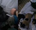 Σκύρος: Βρήκαν σε κάδο μέσα σε σακούλα 4 νεογέννητα κουτάβια ζωντανά (βίντεο)