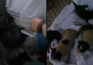 Σκύρος: Βρήκαν σε κάδο μέσα σε σακούλα 4 νεογέννητα κουτάβια ζωντανά (βίντεο)