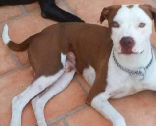 Ψάχνει ακόμα τον σκύλο της - αρσενικό Πίτμπουλ - που χάθηκε στη Νίκαια Αττικής πριν 5 χρόνια