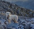 Λακωνία: Έκκληση για σκύλο που βρέθηκε στην κορυφή του Ταΰγετου