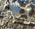 Λακωνία: Και δεύτερος σκύλος – αυτός σκελετωμένος –  στην κορυφή του Ταΰγετου
