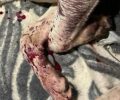 Πολύδροσο (Τσίντζινα) Λακωνίας: Πυροβόλησε εξ επαφής σκύλο – Ποιος θα καταγγείλει τον δράστη; (Βίντεο)