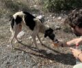 Έκκληση για τον σκελετωμένο σκύλο που βρέθηκε κοντά στη Βλαχοκερασιά Αρκαδίας (βίντεο)