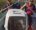 Βλοχός Καρδίτσας: Διάσωση σκυλιών και καναρινιών από το πλημμυρισμένο ξανά χωριό (βίντεο)