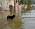 Βλοχός Καρδίτσας: Διάσωση σκυλιών από το πλημμυρισμένο ξανά χωριό  (βίντεο)
