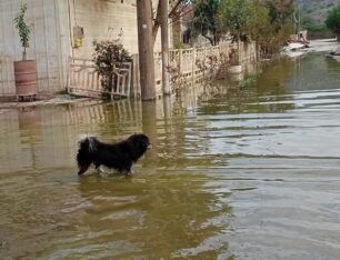 Βλοχός Καρδίτσας: Διάσωση σκυλιών από το πλημμυρισμένο ξανά χωριό (βίντεο)
