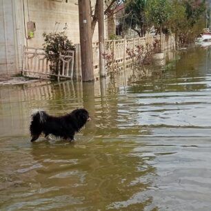 Βλοχός Καρδίτσας: Διάσωση σκυλιών από το πλημμυρισμένο ξανά χωριό (βίντεο) 8 VlohosKarditsasDiasoseisSkylionPlimmires29 9 2023 8