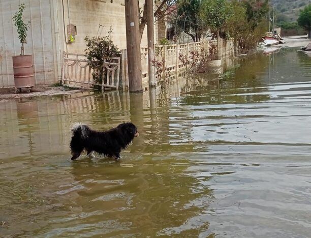 Βλοχός Καρδίτσας: Διάσωση σκυλιών από το πλημμυρισμένο ξανά χωριό  (βίντεο)