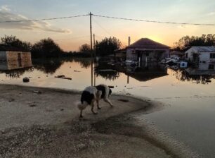 Καρδίτσα: Ζώα στα  πλημμυρισμένα χωριά τρέχουν στην αγκαλιά εθελοντών για να σωθούν (βίντεο)