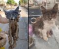 Έκκληση για τα έξοδα περίθαλψης άρρωστης γάτας που βρέθηκε στις λάσπες στον Βλοχό Καρδίτσας (βίντεο)