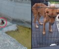 Βοιωτία: Απεγκλωβίστηκε από πυροσβέστες σκελετωμένος σκύλος που βρέθηκε σε κανάλι