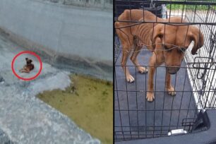 Βοιωτία: Απεγκλωβίστηκε από πυροσβέστες σκελετωμένος σκύλος που βρέθηκε σε κανάλι