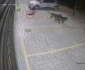 Βούλα Αττικής: Άφησε τα τρία σκυλιά του να σκοτώσουν πολλές αδέσποτες γάτες (βίντεο)
