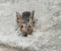 Βραυρώνα Αττικής: Βρήκε κομμένο το κεφάλι της αδέσποτης γάτας που φρόντιζε (βίντεο)