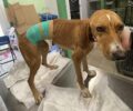 Χαλκιδική: Άγριος βασανισμός σκύλου με συρμάτινη θηλιά όπως αυτή που βάζουν κυνηγοί (βίντεο)