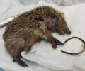 Χολαργός Αττικής: Βρήκε σκαντζόχοιρο που υπέφερε από θηλιά - λαστιχάκι μαλλιών