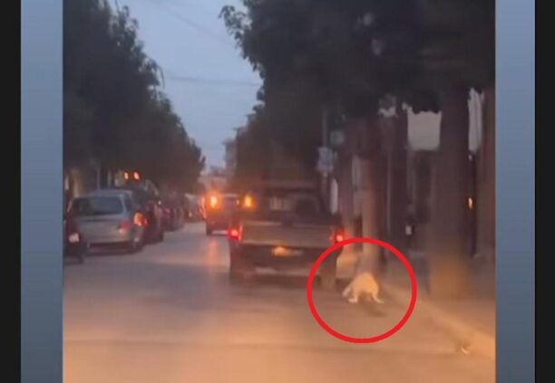 Ξυλόκαστρο Κορινθίας: Αναζητούν οδηγό αγροτικού Ι.Χ. που έσερνε σκύλο στην άσφαλτο (βίντεο)