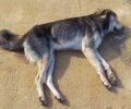 Αγρίνιο Αιτωλοακαρνανίας: Έριξε φόλες και σκότωσε σκύλο στο νεκροταφείο