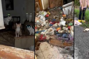 Αγρίνιο Αιτωλοακαρνανίας: Σε σπίτι συλλέκτες ζώων βασάνιζαν μέχρι θανάτου δεκάδες γάτες και σκυλιά (βίντεο)