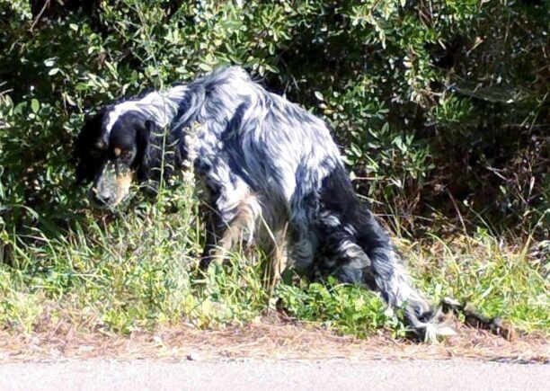 Αλιβέρι Εύβοιας: Έκκληση για σκύλο που σέρνεται παράλυτος στα πίσω πόδια