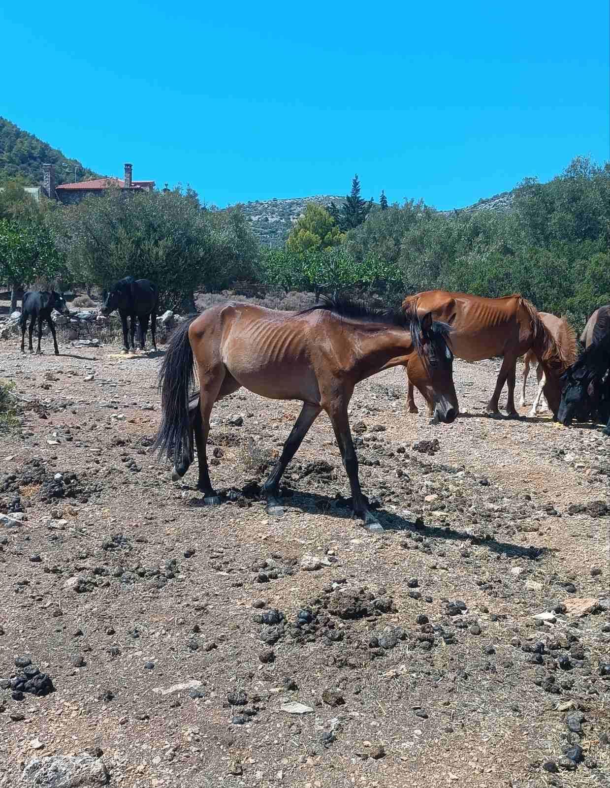 Το ΥΠ.Α.Α.Τ. φορτώνει την ευθύνη της διάσωσης ανεπιτήρητων ιπποειδών σε εθελοντές 1 AlogaSkeletomenaImittosOct2023