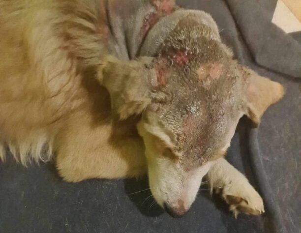 Ανάληψη Μεσσηνίας: Αλυσίδα είχε χωθεί μέσα στον λαιμό σκύλου που βρέθηκε γεμάτος σκουλήκια