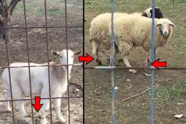 Καταδικάστηκε με αναστολή η κτηνοτρόφος που κακοποιούσε στην Άνδρο κατσίκες και πρόβατα με παστούρα (βίντεο)