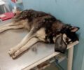 Κατεπείγουσα έρευνα για τον άγριο βασανισμό σκύλου στην Αράχωβα διέταξε η αντεισαγγελέας του Αρείου Πάγου