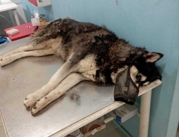 Αράχωβα Βοιωτίας: Πέθανε ο σκύλος που υπέστη φρικτά βασανιστήρια στον πρωκτό