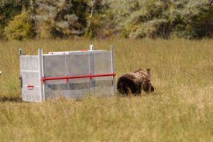 Κοζάνη: Και πάλι ελευθέρη η αρκούδα που τραυματίστηκε σε τροχαίο και έγινε καλά (βίντεο)