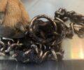 Ασπρόπυργος Αττικής: Έσωσαν σκύλο που η αλυσίδα είχε χωθεί στον λαιμό του (βίντεο)