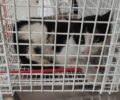 Χάθηκε γάτα έξω από κτηνιατρείο στο Π. Φάληρο – Την είχαν βρει τραυματισμένη στον Κηφισό