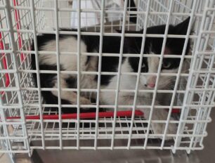 Χάθηκε γάτα έξω από κτηνιατρείο στο Π. Φάληρο – Την είχαν βρει τραυματισμένη στον Κηφισό