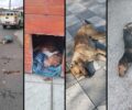 Γενισέα Ξάνθης: Μαζική δολοφονία σκυλιών αδέσποτων και οικόσιτων (βίντεο)