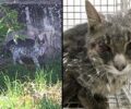 Γέρακας Αττικής: Πιάστηκε μετά από μεγάλο κόπο η γάτα που είχε πέσει σε ασβέστη - Έκκληση για τα έξοδα περίθαλψης