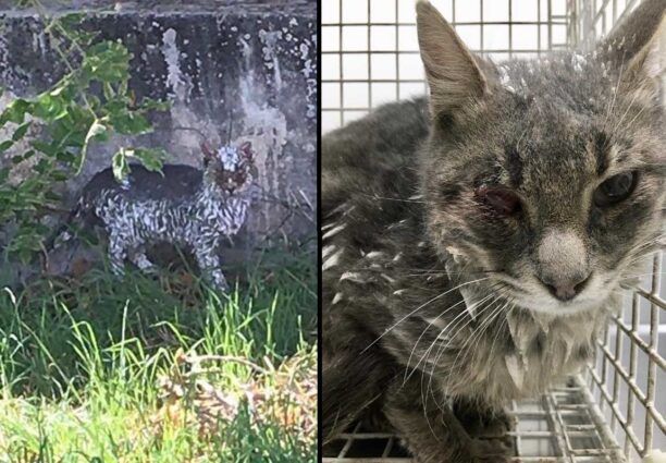 Γέρακας Αττικής: Πιάστηκε μετά από μεγάλο κόπο η γάτα που είχε πέσει σε ασβέστη - Έκκληση για τα έξοδα περίθαλψης