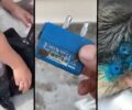 Καλαμάτα Μεσσηνίας: Έσωσε σκύλο που τον κακοποιούσε με κολάρο ηλεκτροσόκ ο ιδιοκτήτης του (βίντεο)