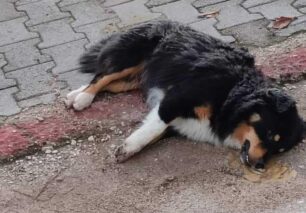 Καλαμιά Άρτας: Ακόμα δύο σκυλιά δολοφονημένα με φόλες (βίντεο)