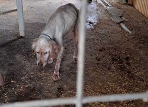 Κέρκυρα: Έσωσαν ακόμα έναν σκύλο που τον κακοποιούσε ο κυνηγός ιδιοκτήτης του