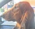 Κέρκυρα: Έσωσαν σκύλο που κακοποιούσε κυνηγός με περιλαίμιο που κάνει ηλεκτροσόκ στο ζώο