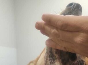 Κήποι Εύβοιας: Σοβαρά τραυματισμένος ακόμα ένας σκύλος που πυροβολήθηκε από κυνηγό σχεδόν εξ επαφής