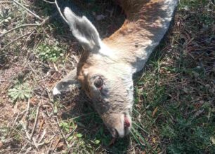Κορωπί Αττικής: Βρήκε ελάφι εμφανώς πυροβολημένο από κυνηγό και το Δασαρχείο Πεντέλης αδιαφόρησε (βίντεο)