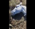 Λέσβος: Αφέθηκε να πεθάνει δεμένο το σκελετωμένο άλογο που περιφερόταν στο Διαβολόρεμα (βίντεο)