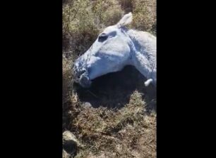 Λέσβος: Αφέθηκε να πεθάνει δεμένο το σκελετωμένο άλογο που περιφερόταν στο Διαβολόρεμα (βίντεο)